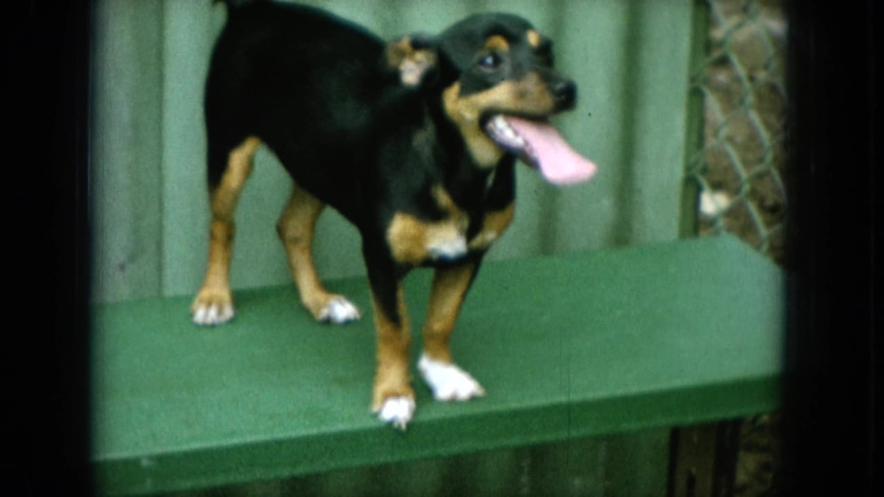 1964 Oahi, Hawaii 8mm frame of a small black-and-tan dog panting on a green bench before a corrugated wall and fence.