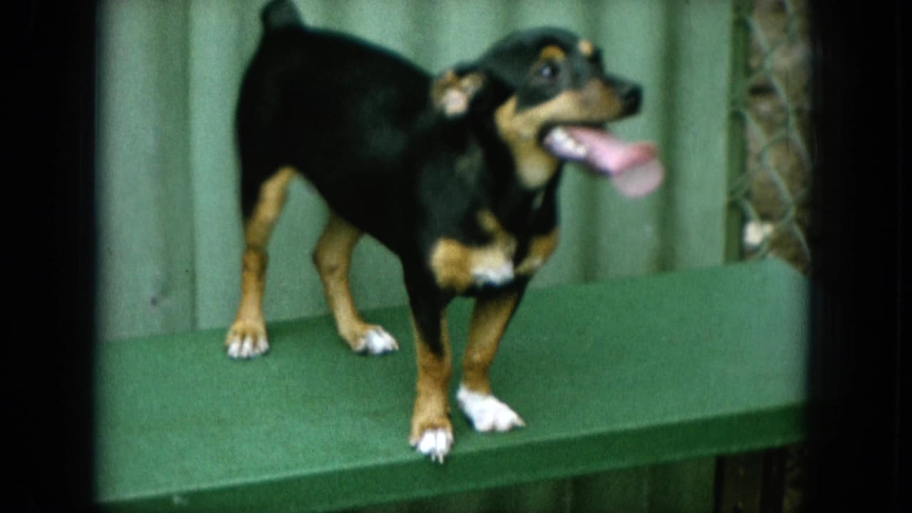Small black-and-tan dog panting on a green bench, turned toward the right.