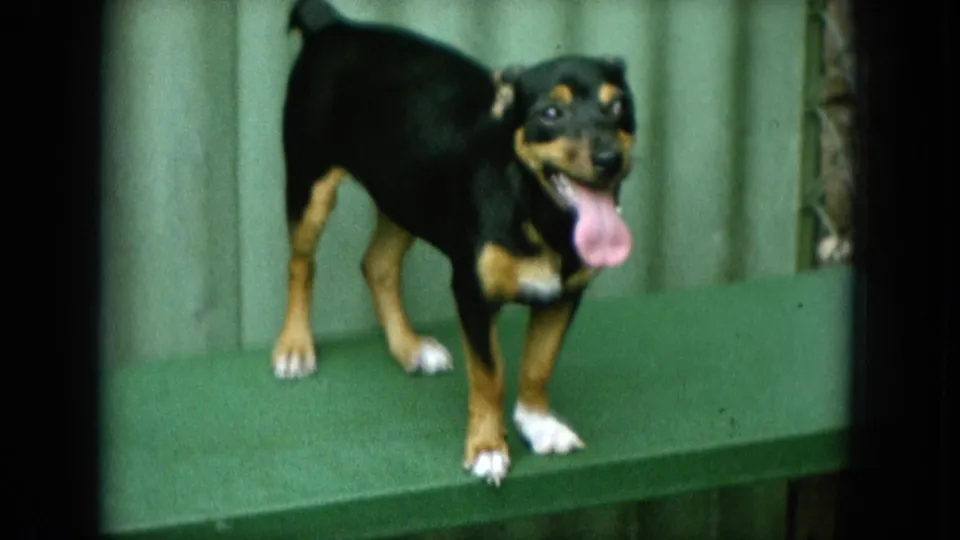 A 1964 home-movie frame shows the small dog facing nearer the camera on the green bench, with soft focus and saturated color.