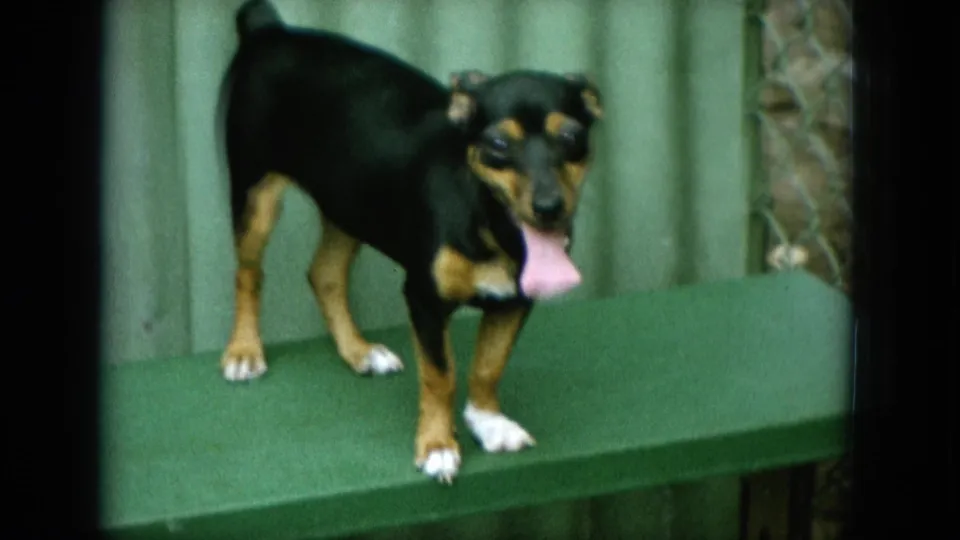 The final frame holds on the panting dog on the green bench, with dark 8mm frame edges and a fenced outdoor background.
