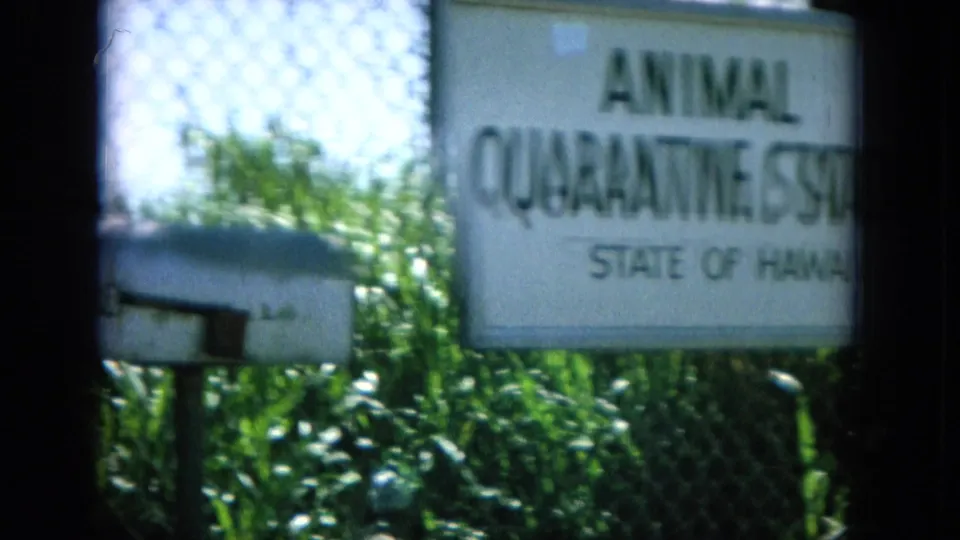 1964 Oahi, Hawaii frame showing an Animal Quarantine Station State of Hawaii sign behind chain-link fencing.