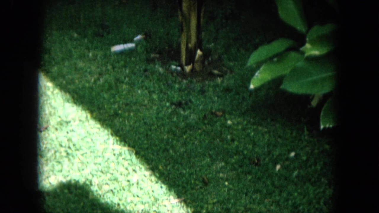 Shaded grass and tropical foliage with a bright patch of sunlight at left.