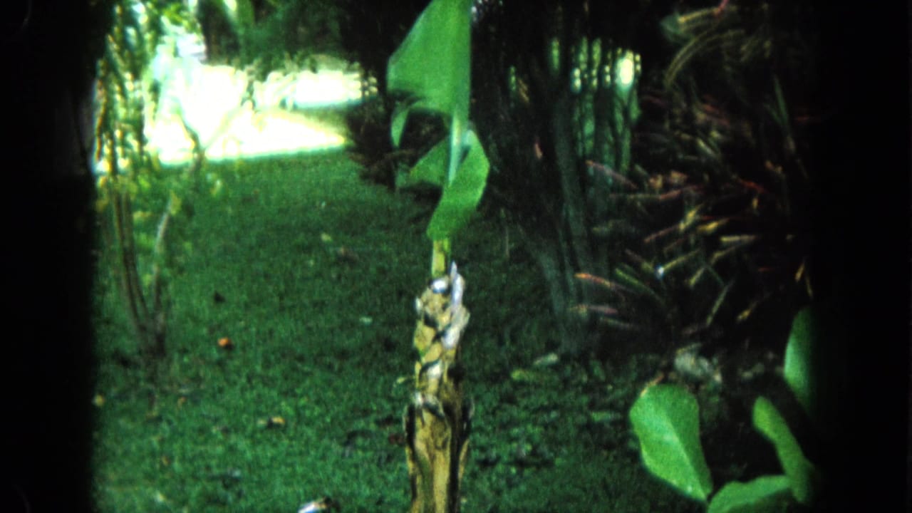 Twisted plant stalk and pointed green leaf among grass and shrubs.