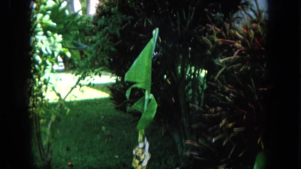 1964 Oahi, Hawaii 8mm frame showing a pointed banana-like leaf, patterned stalk, lawn, and shadowed garden shrubs.