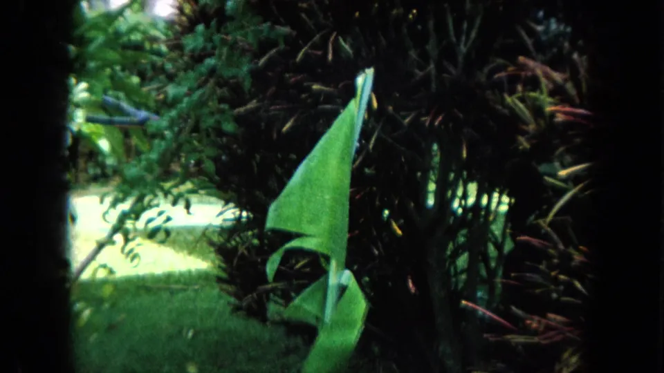1964 Oahi, Hawaii home-movie frame with a large pointed green leaf, dense shrubs, bright lawn highlights, and soft 8mm grain.