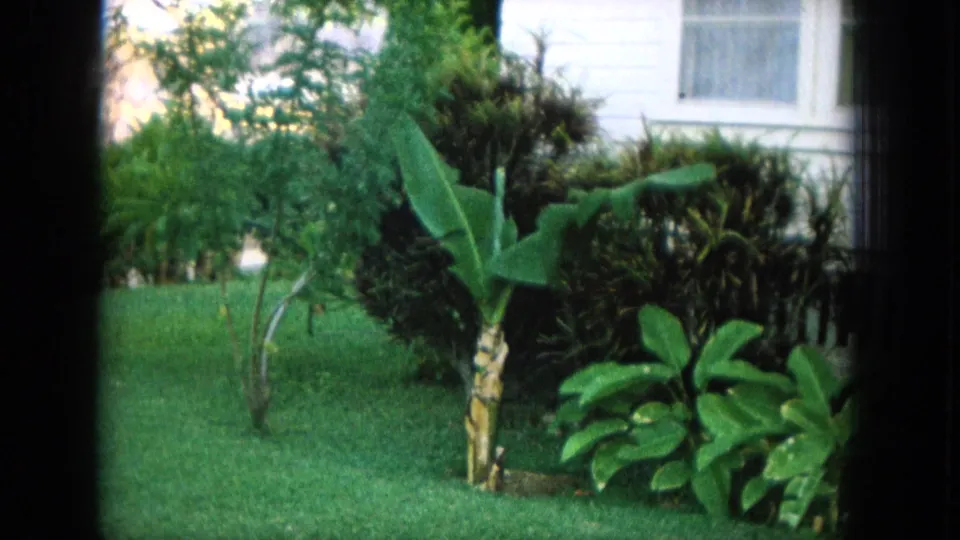 1964 Hawaii 8mm frame with tropical plants, shrubs, lawn, and a partial house exterior.