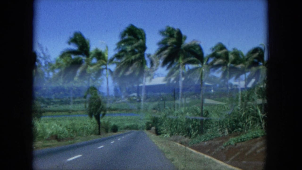 Paved road leading through palms and green roadside vegetation toward a distant ocean horizon.