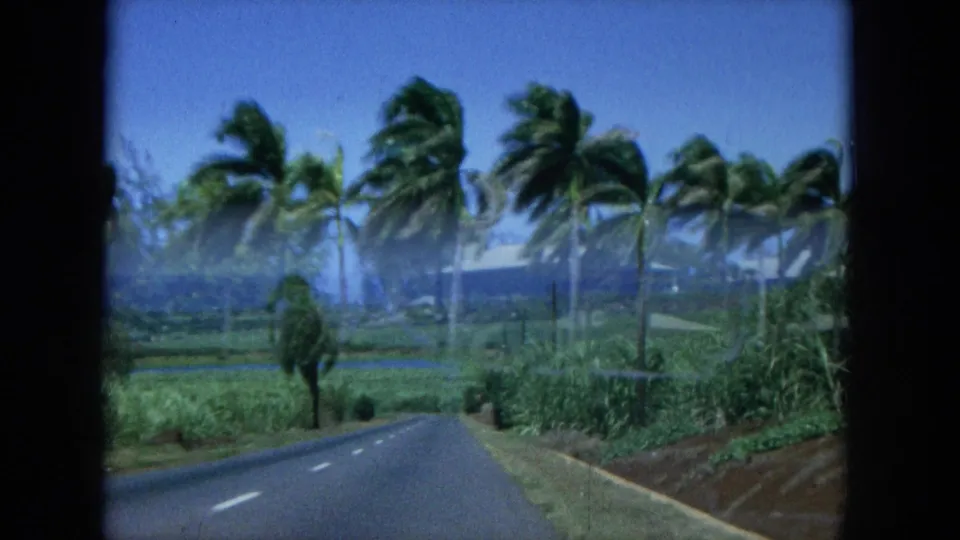 1964 Hawaii road view from a moving vehicle, with palms, green fields, roadside vegetation, and distant ocean under blue sky.