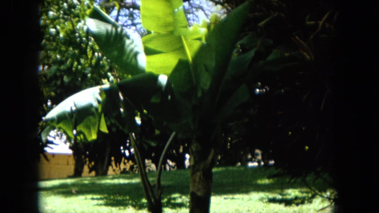 1964 Oahi, Hawaii 8mm frame showing broad palm leaves, shaded trees, and bright lawn in a tropical garden-like landscape.