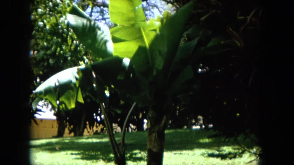 1964 Oahi, Hawaii 8mm frame showing broad palm leaves, shaded trees, and bright lawn in a tropical garden-like landscape.
