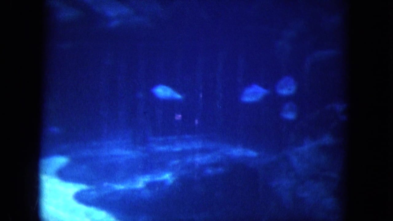Dolphin swimming underwater in a blue-tinted pool seen through glass.