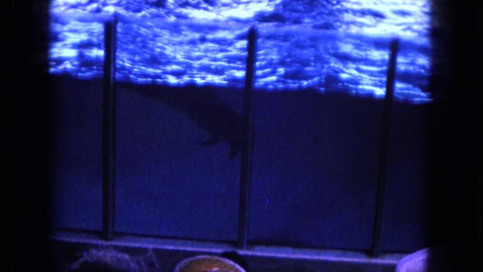 Blue pool water fills the frame in this 1964 Hawaii home movie view, divided by dark posts or viewing-window supports.