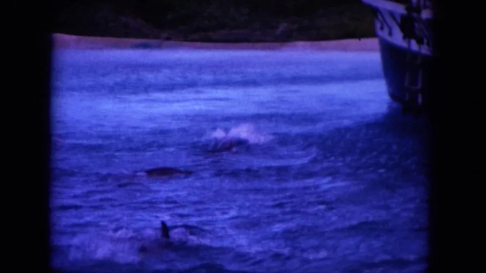 1964 Hawaii 8mm frame with dolphins surfacing in blue water beside a boat, filmed from a handheld vacation viewpoint.