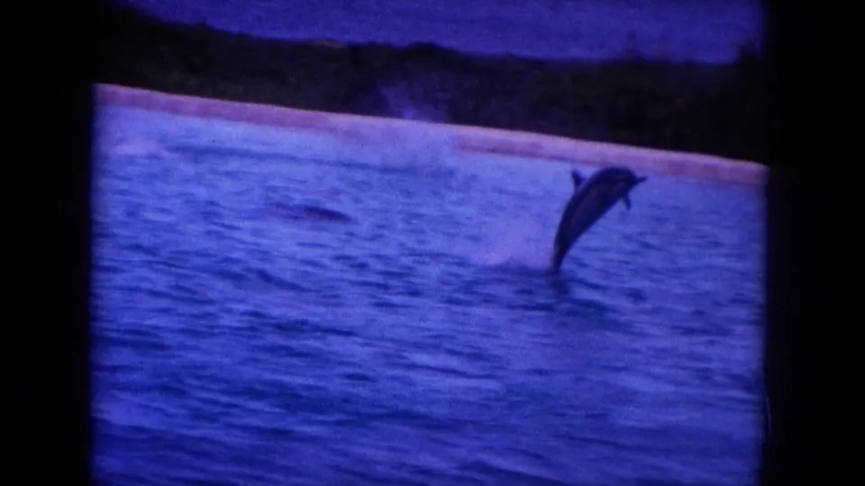 1964 Hawaii home-movie frame showing a dolphin leaping from blue water, with a shoreline and dark hills in the background.