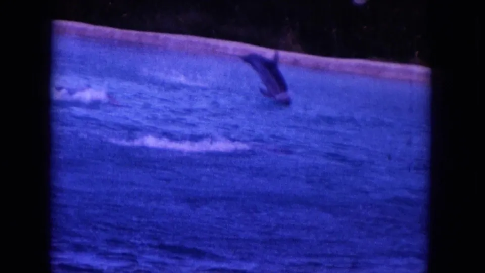 1964 Hawaii 8mm frame showing a dolphin mid-leap over coastal water, with splash marks and shoreline at the top of frame.