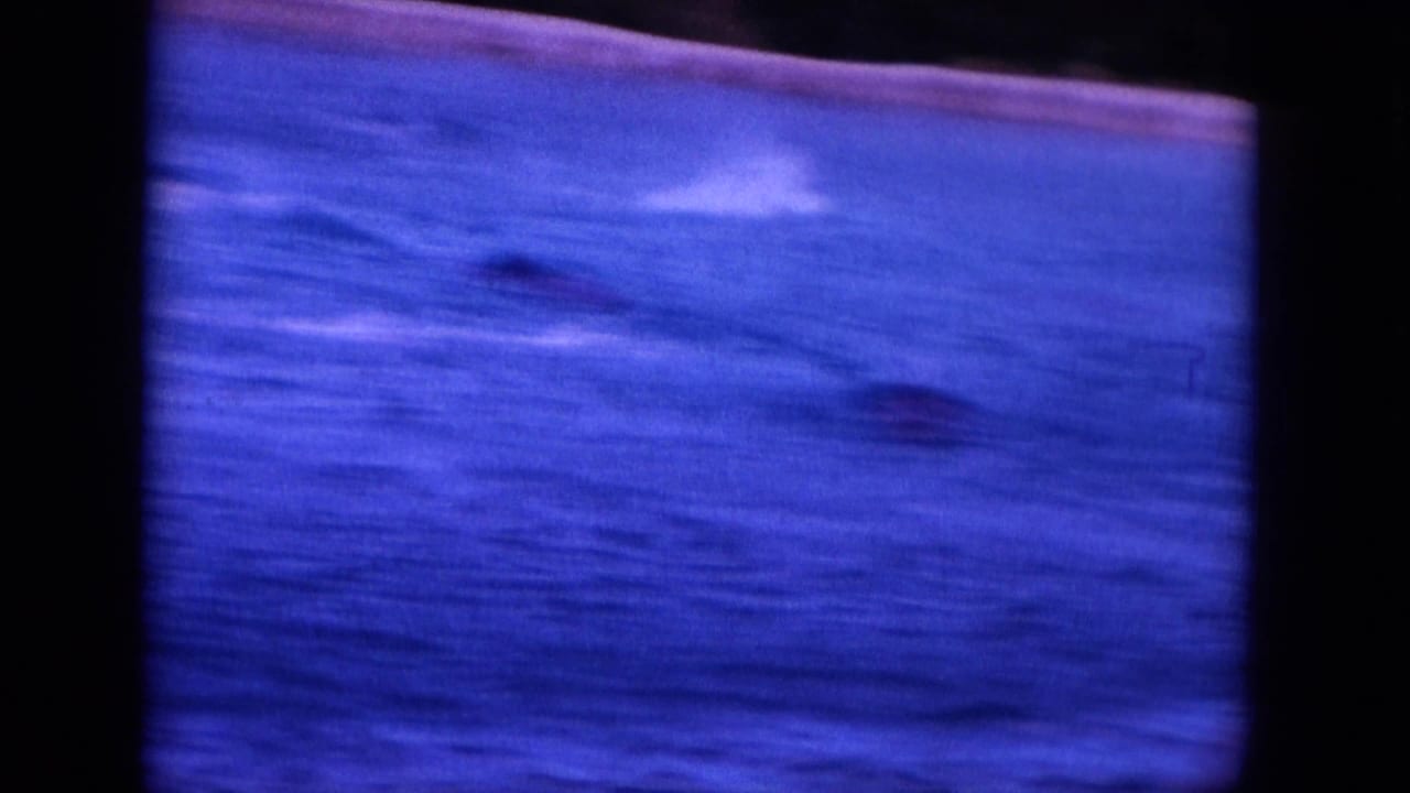 1964 Hawaii 8mm frame showing dolphins surfacing in blue ocean water with visible film borders and heavy color shift.