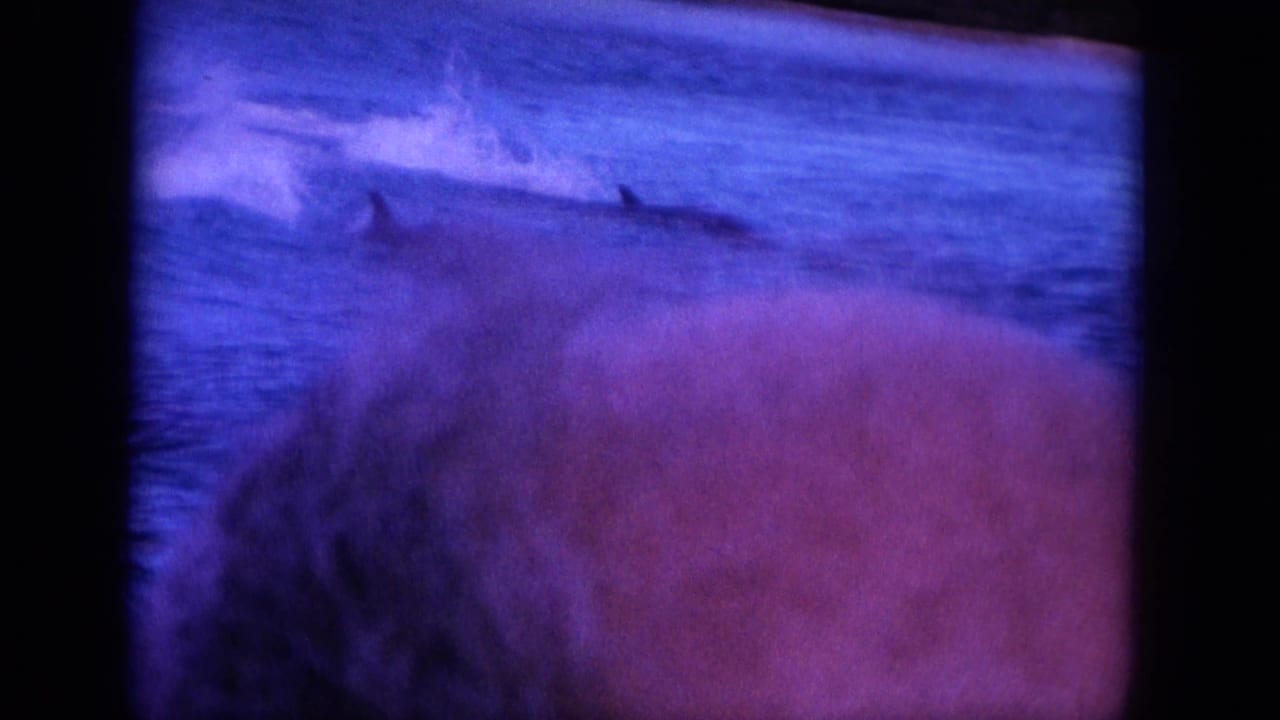 1964 Hawaii 8mm frame with dolphins near the ocean surface, distant shoreline, and a warm-toned obstruction at the lower right.
