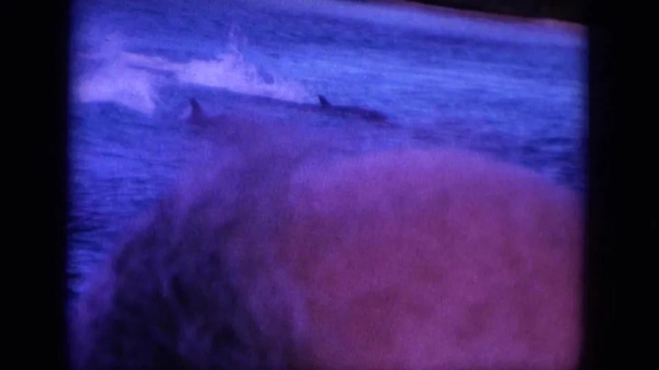 1964 Hawaii 8mm frame with dolphins near the ocean surface, distant shoreline, and a warm-toned obstruction at the lower right.