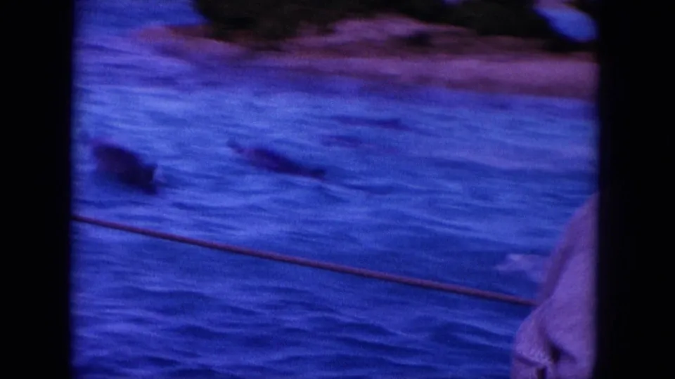 1964 Hawaii 8mm frame showing dolphins in blue ocean water, with a distant shoreline and dark film borders from the scanned reel.