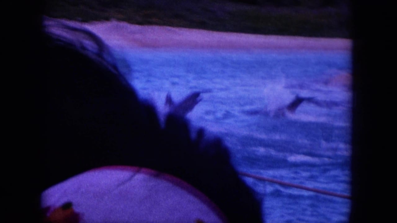 Dolphins leap in blue water beside a dark foreground silhouette and boat edge.
