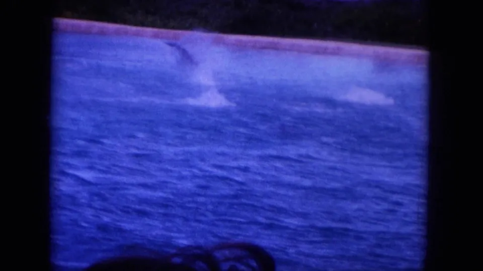 1964 Hawaii frame with a dolphin splash and blurred motion in blue water, seen beneath a dark strip of distant coast.