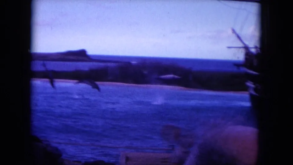 1964 Hawaii home-movie frame showing dolphins near the surface, a low coastal ridge, boat rigging, and a partial passenger silhouette.