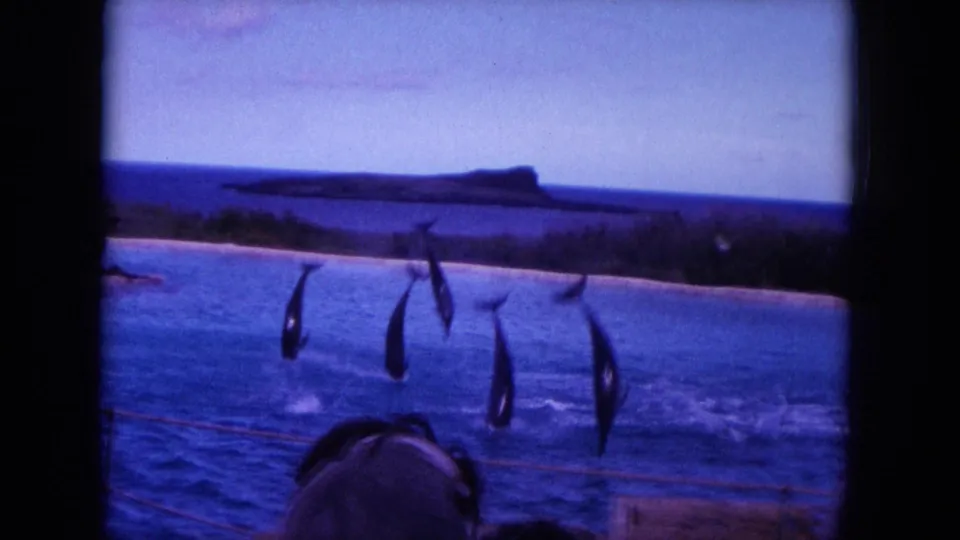 A 1964 8mm home-movie frame from Hawaii shows several dolphins leaping together, with a low shoreline and boat-edge foreground.