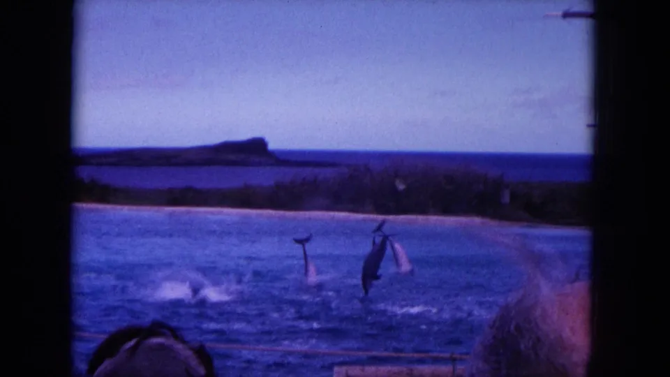 The final 1964 8mm Hawaii frame shows dolphins descending near surface splashes, with blue water, distant shoreline, and soft foreground edges.