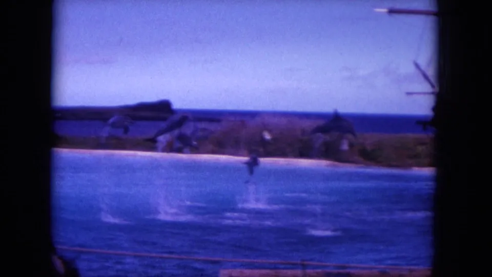 1964 Hawaii home-movie frame with a dolphin rising above the water near shore, framed by dark 8mm gate edges.