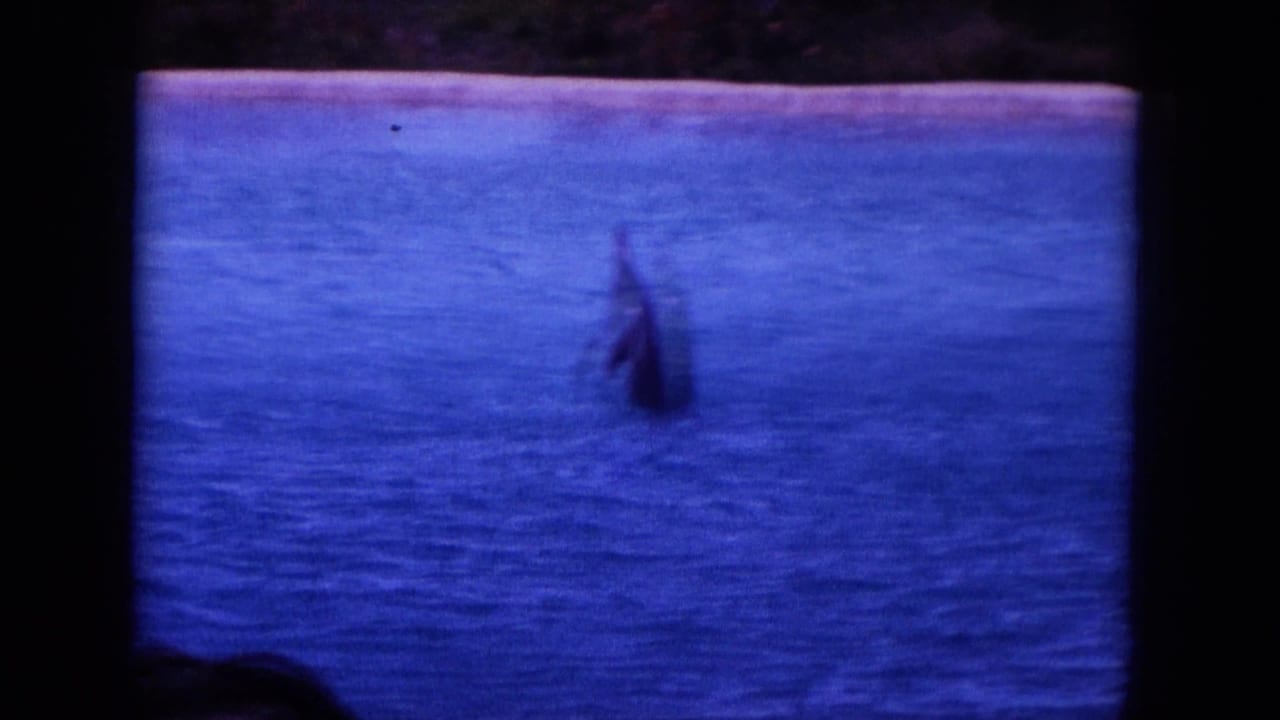1964 Oahi, Hawaii 8mm frame with a dark dolphin form appearing above blue ocean water near the beach.
