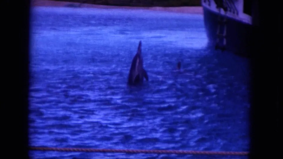 1964 8mm Hawaii frame showing one dolphin upright above the water while another dolphin surfaces nearby.