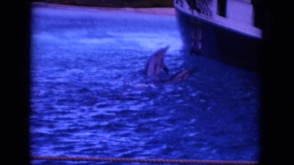 1964 8mm Hawaii frame showing two dolphins surfacing close together in blue water beside a docked boat hull.