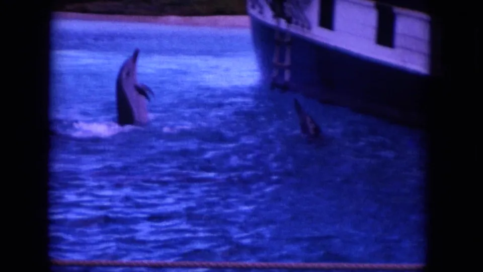 A dolphin lifts nearly upright from the blue water near a white boat in this 1964 Hawaii home-movie frame.