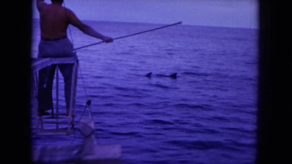 1964 Hawaii frame with a man on a small boat extending a pole as dolphins surface nearby in open water.