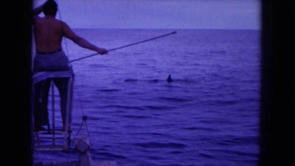 Vintage 8mm Hawaii frame showing a man at the stern with a pole while dolphins swim close to the boat.
