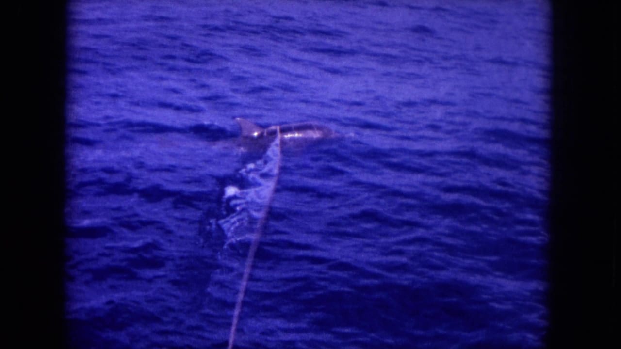 Hooked billfish near the water surface with its long bill visible and a line trailing downward.