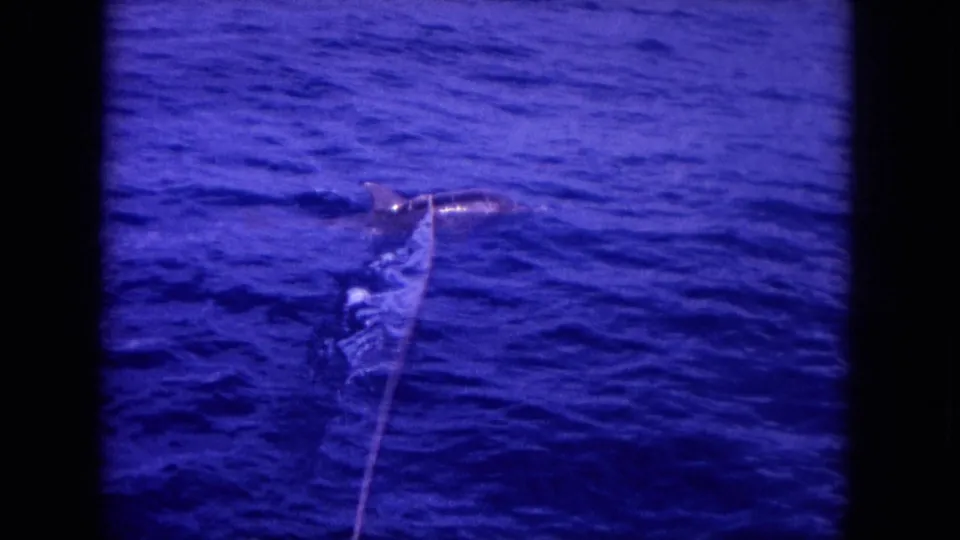 Vintage 8mm frame near Oahu with a hooked billfish at the ocean surface, its bill and fishing line visible.