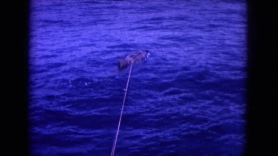 1964 home-movie frame near Oahu showing a hooked billfish partly submerged in open ocean water.