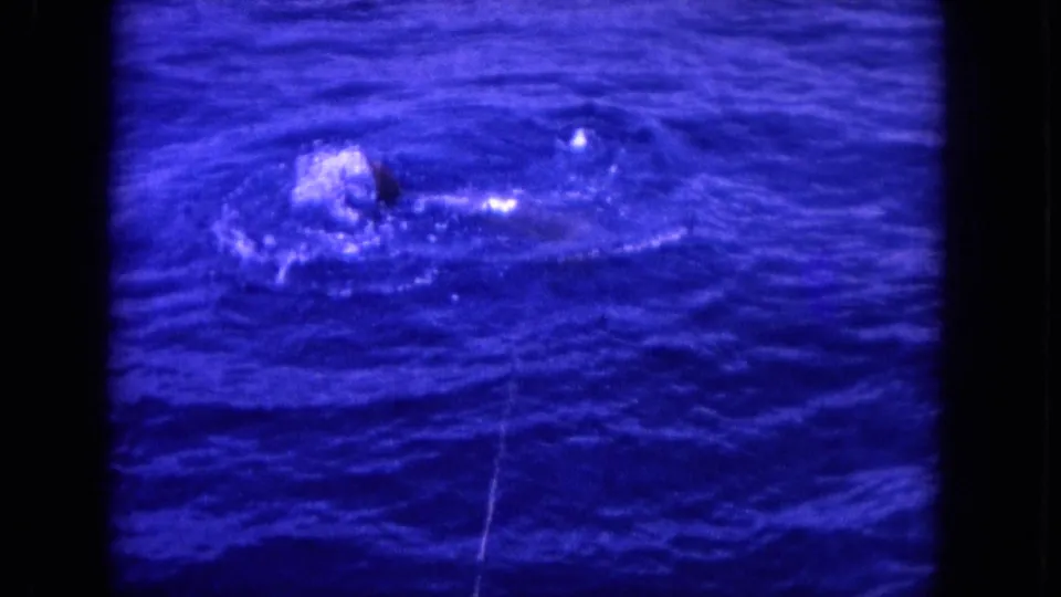 Vintage 8mm frame near Oahu of a hooked billfish rolling at the surface and churning the blue water.