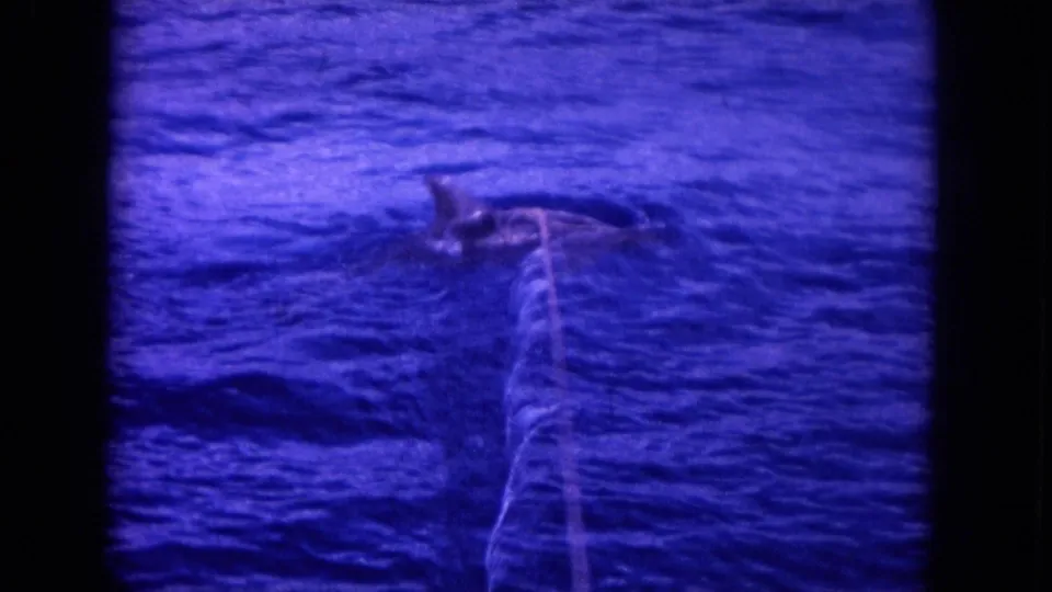 1964 Hawaii 8mm frame showing a shark tied by rope in choppy blue water near the boat.