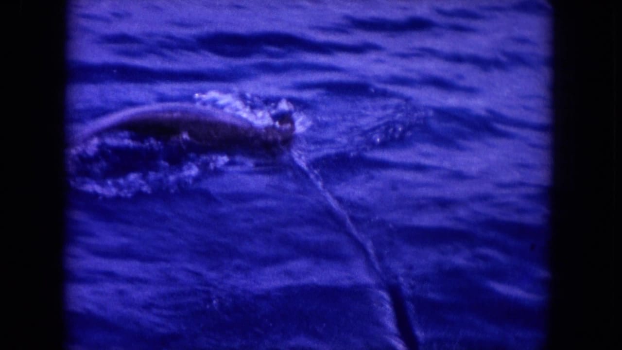 Marine animal breaking the blue ocean surface with a thin line trailing behind it.