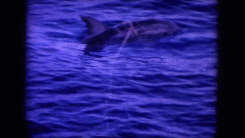 1964 Hawaii 8mm frame showing a dark dorsal fin and body shape of a likely whale or dolphin moving through blue ocean water.