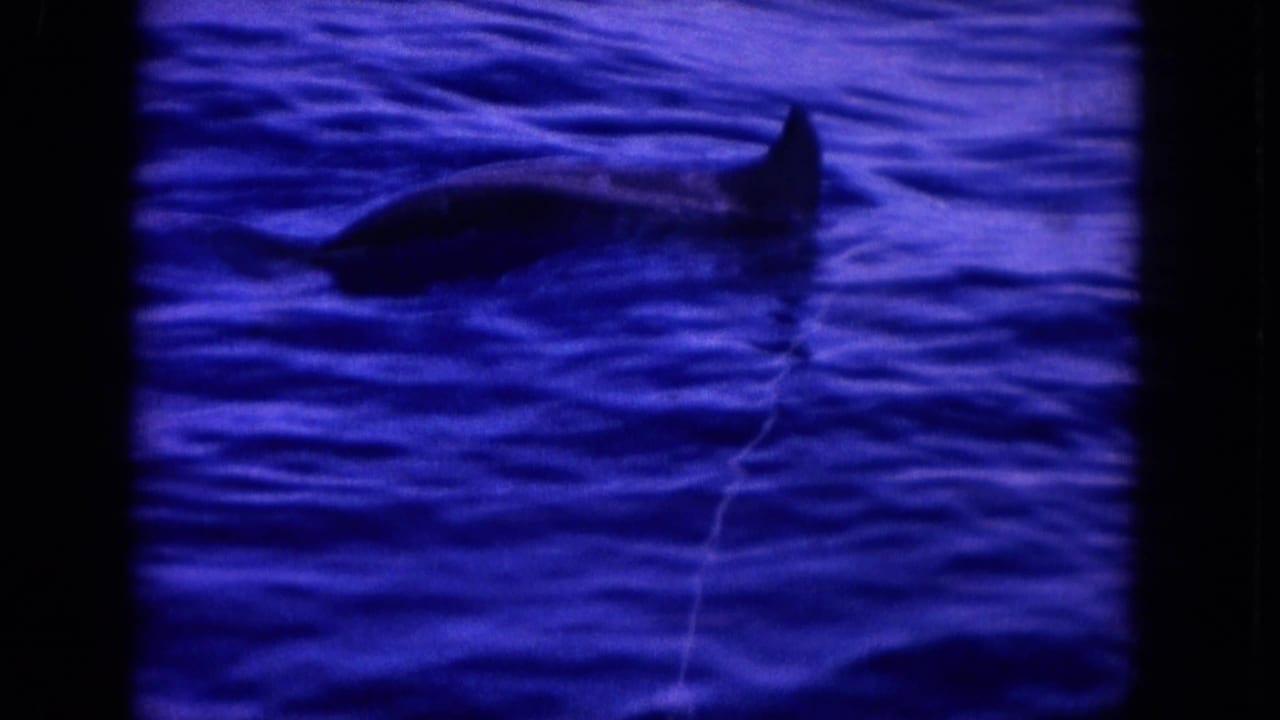 Dark dorsal fin and body shape breaking rippled blue water.