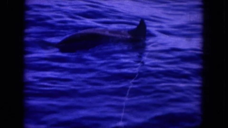 A dolphin or porpoise surfaces in blue ocean water in 1964 Hawaii footage, with a dark dorsal fin visible near the film-frame edge.