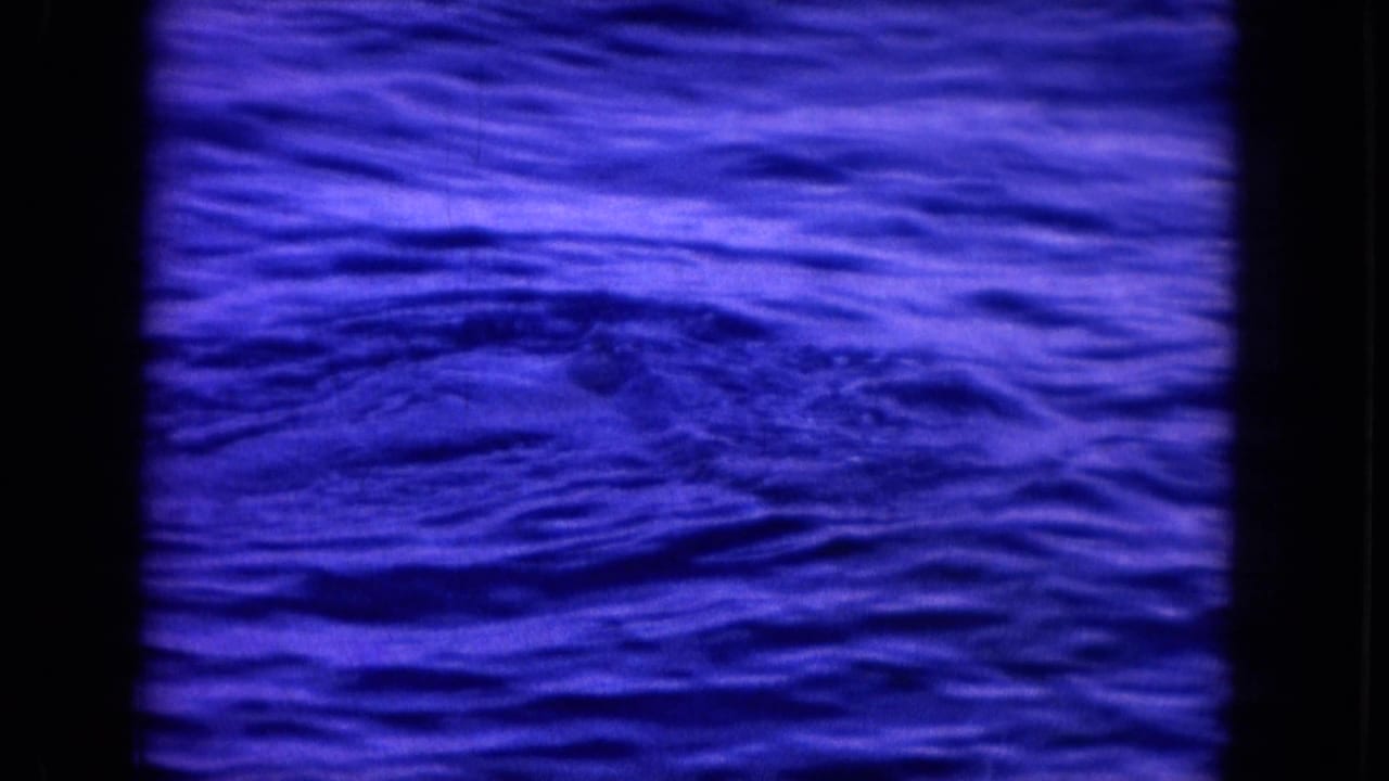 Rippling blue ocean surface with no clear animal body visible.