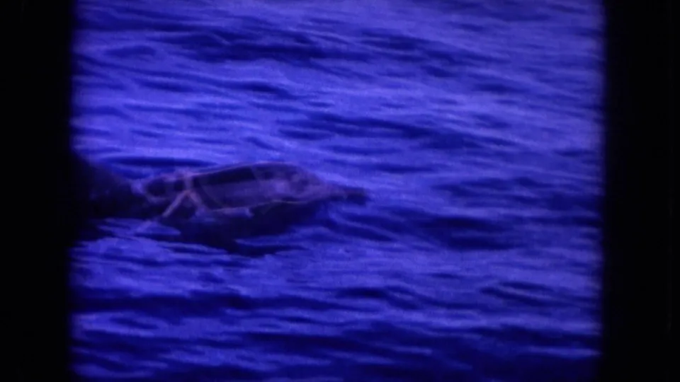 A partial dolphin or porpoise body appears near the water surface in the 1964 Hawaii footage, with pale line-like marks crossing the frame.