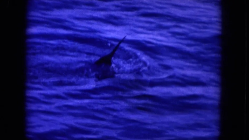 A dorsal fin and wake cut across the blue ocean surface in the closing frame of the 1964 Hawaii marine-wildlife clip.