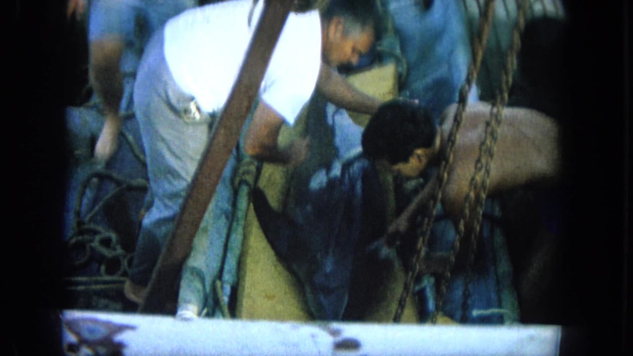 1964 Oahi, Hawaii footage shows a man in a white shirt leaning over a wet dolphin as other men assist on a boat.