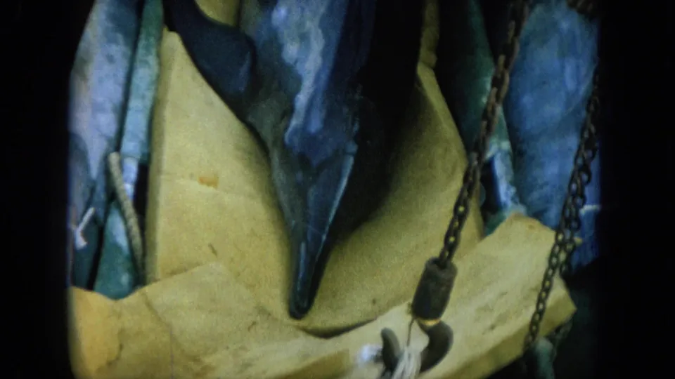 1964 Hawaii 8mm frame showing a dolphin on a boat deck surrounded by chains, ropes, and partial deck equipment.