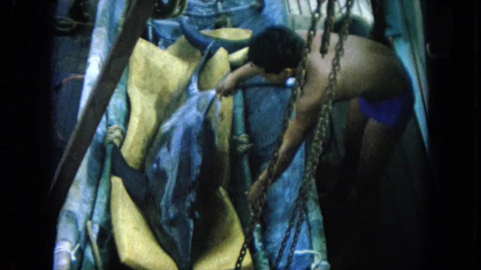 1964 Hawaii home-movie frame of a fisherman bending over a large fish, with chains, ropes, and tarp visible around him.